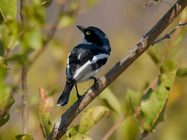 Witflankvliegenvanger (Batis molitor)